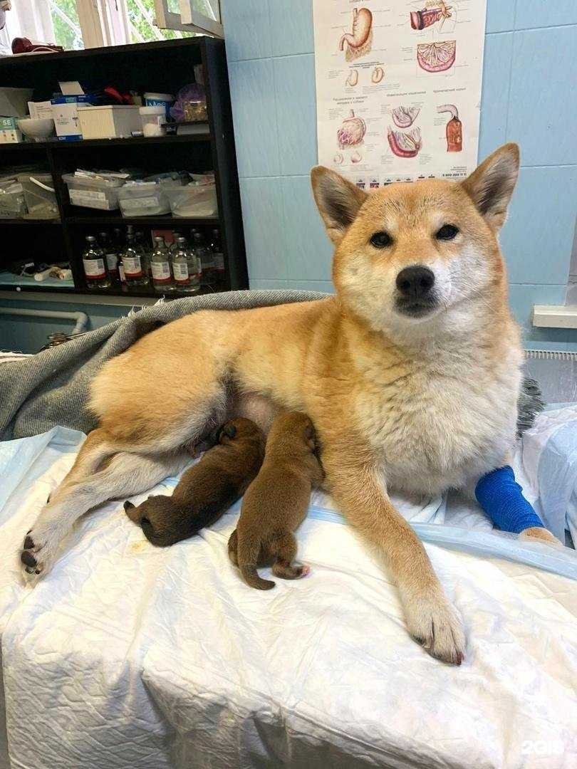 Отзывы на компанию Магистр-Вет в Ярославле c фото