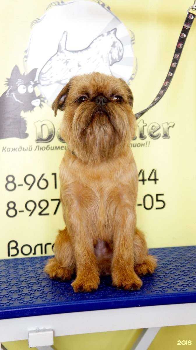 Отзывы на компанию Trio dogcenter в г. Волгоград c фото