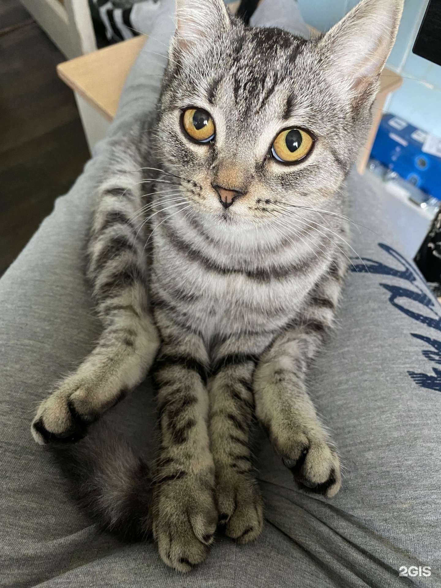 Отзывы на компанию Счастливая морда на Ставропольской в г. Краснодар c фото