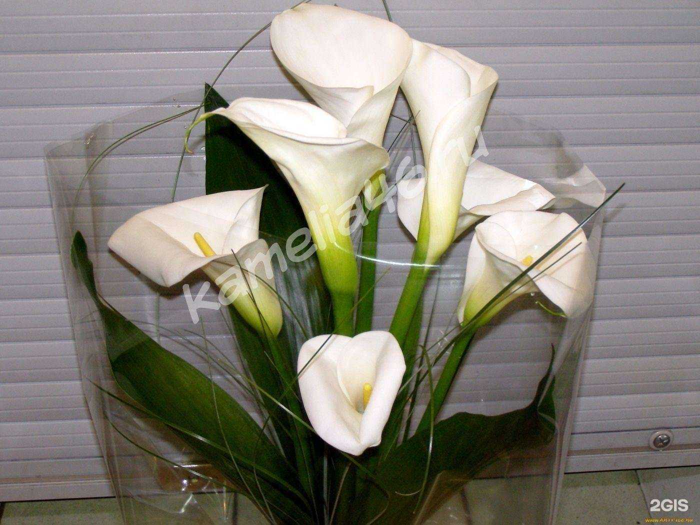 Отзывы на компанию Камелия+ в Курске c фото