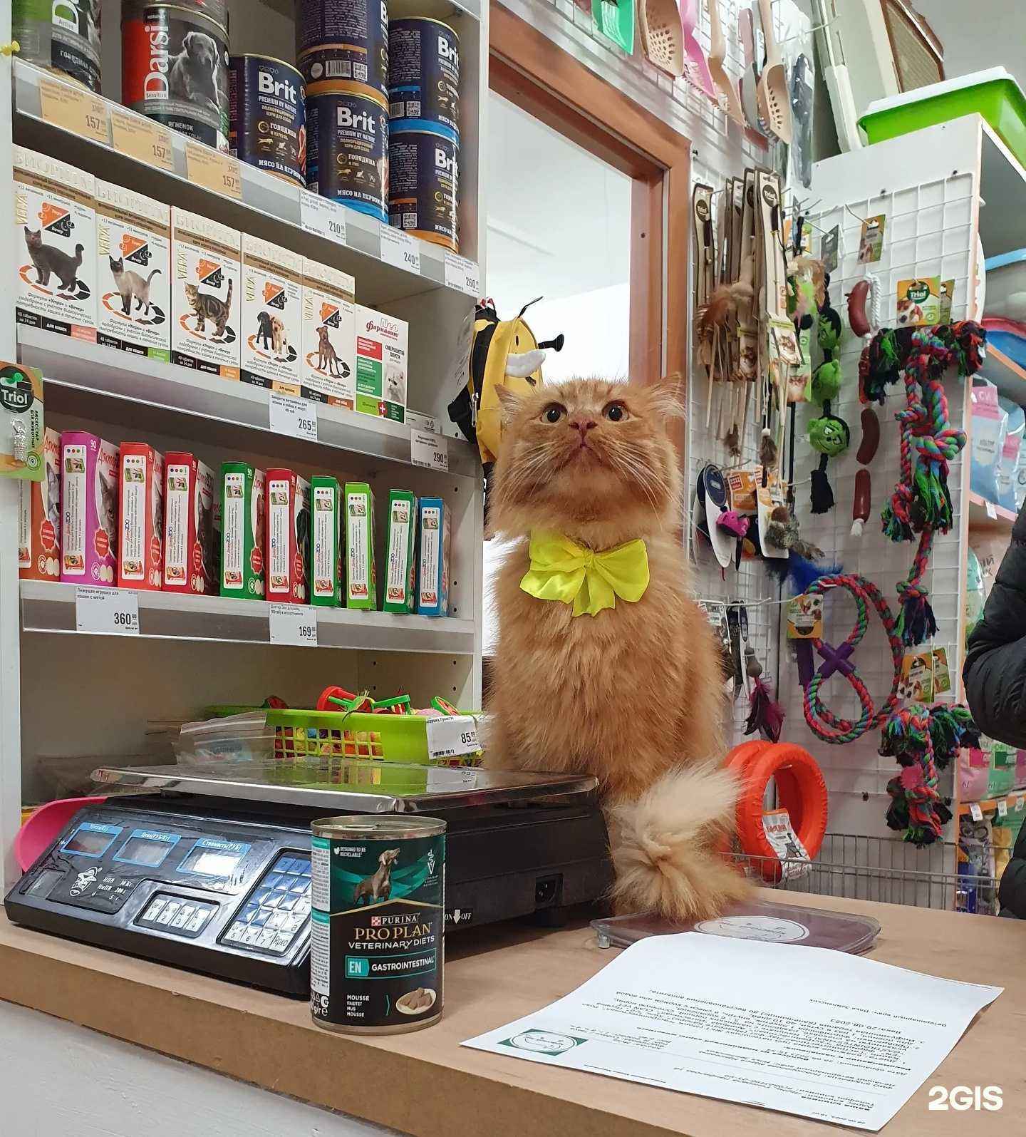 Отзывы на компанию Красный Лис в г. Пермь c фото