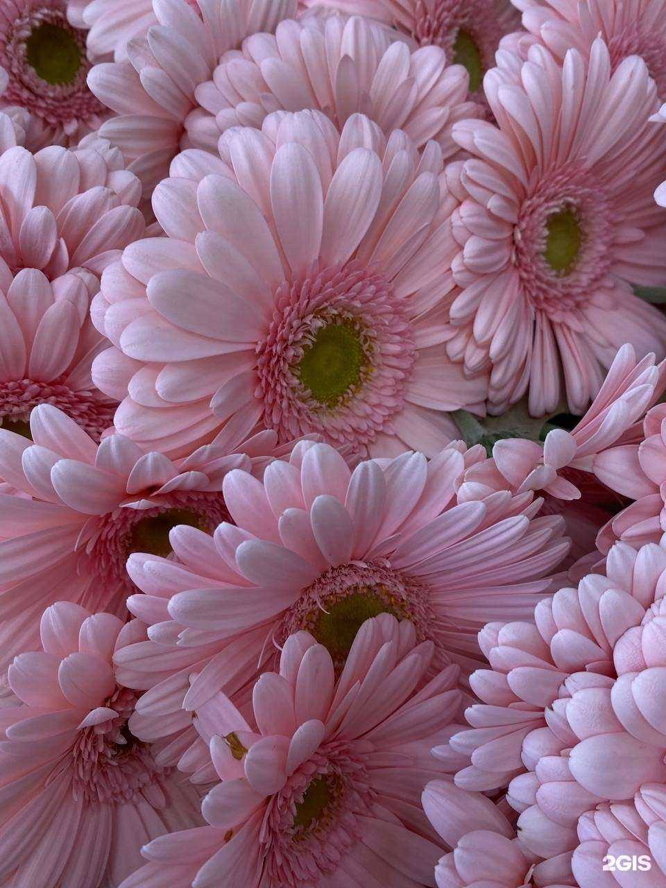 Отзывы на компанию Река Цветов в г. Краснодар c фото