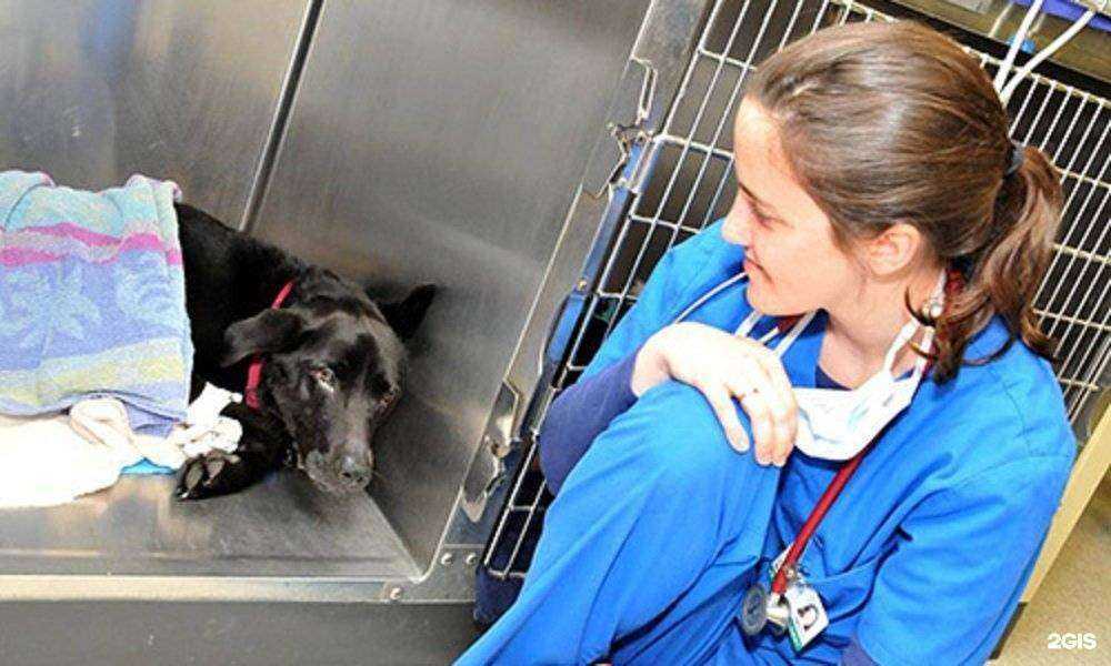 Отзывы на компанию ВЕТ НЕОТЛОЖКА в г. Нижний Новгород c фото