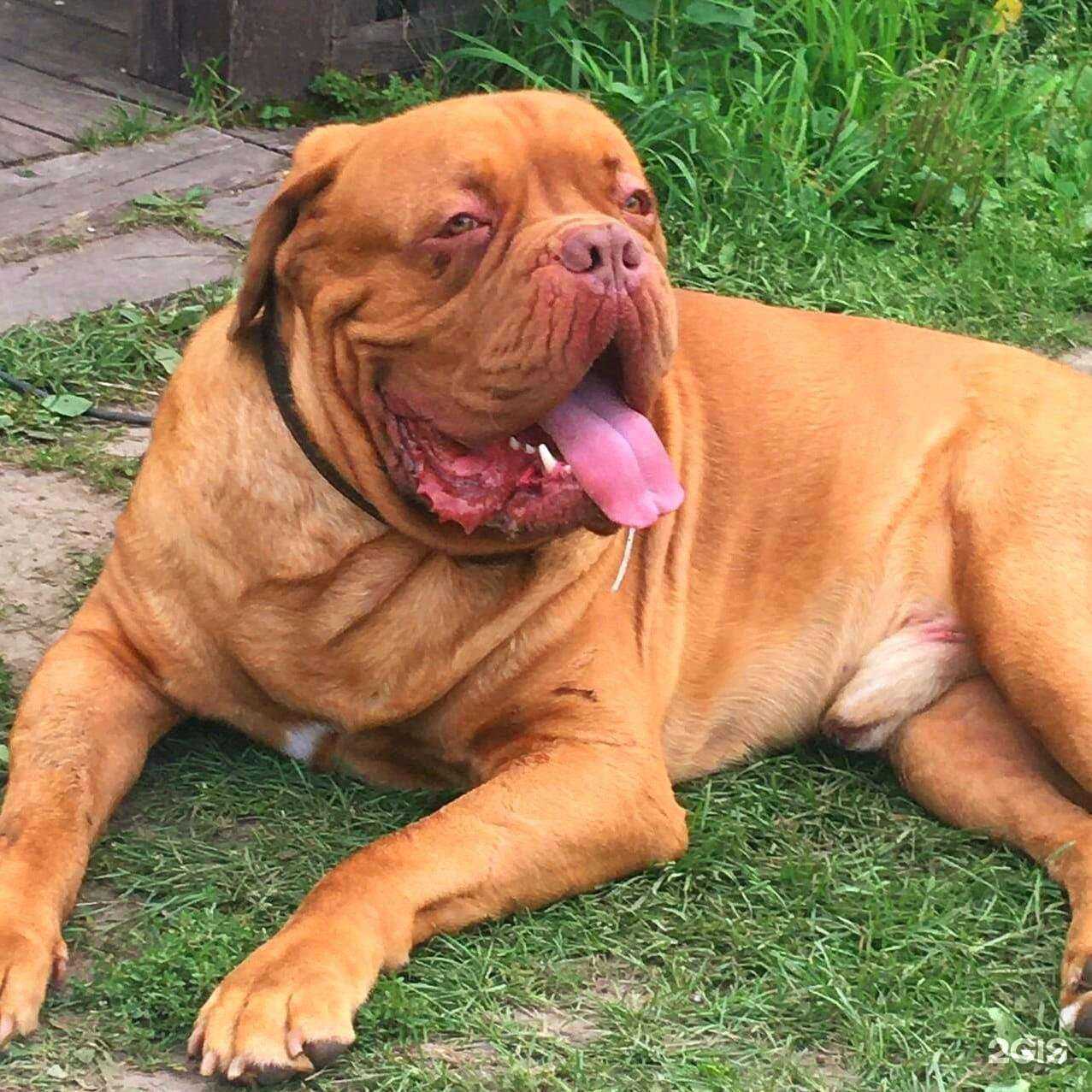 Отзывы на компанию Ветлекарь в г. Новосибирск c фото