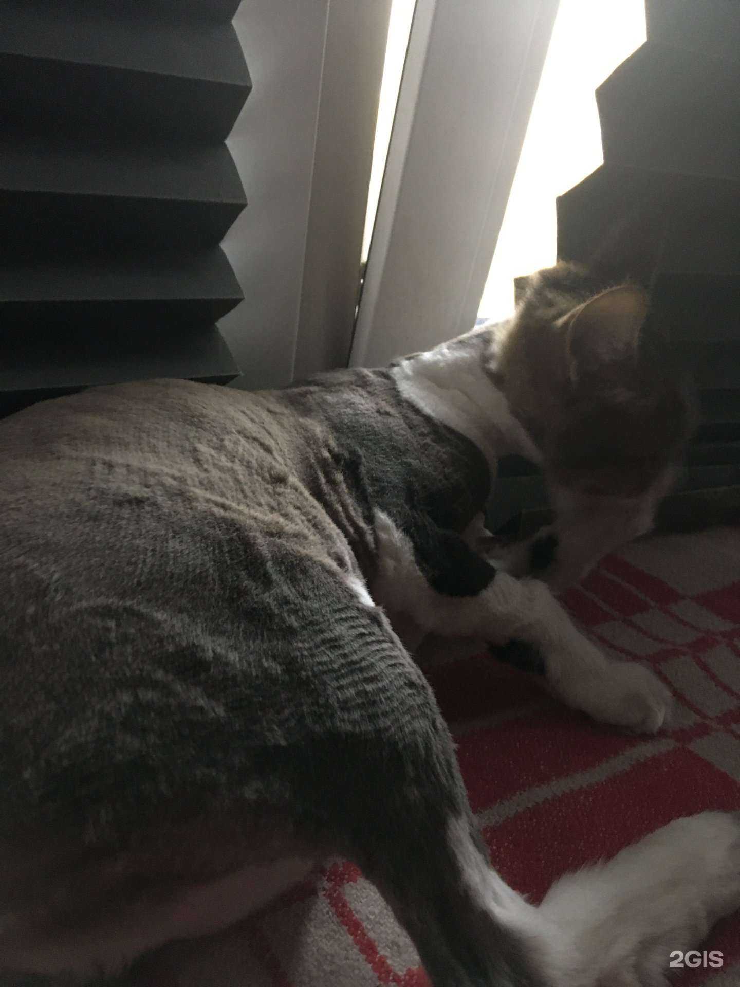 Отзывы на компанию Лапки-моё собачье дело в г. Щёлково c фото