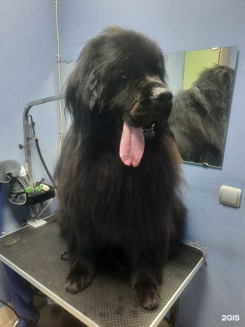 Отзывы на компанию Кабинет груминга в г. Нижний Новгород c фото