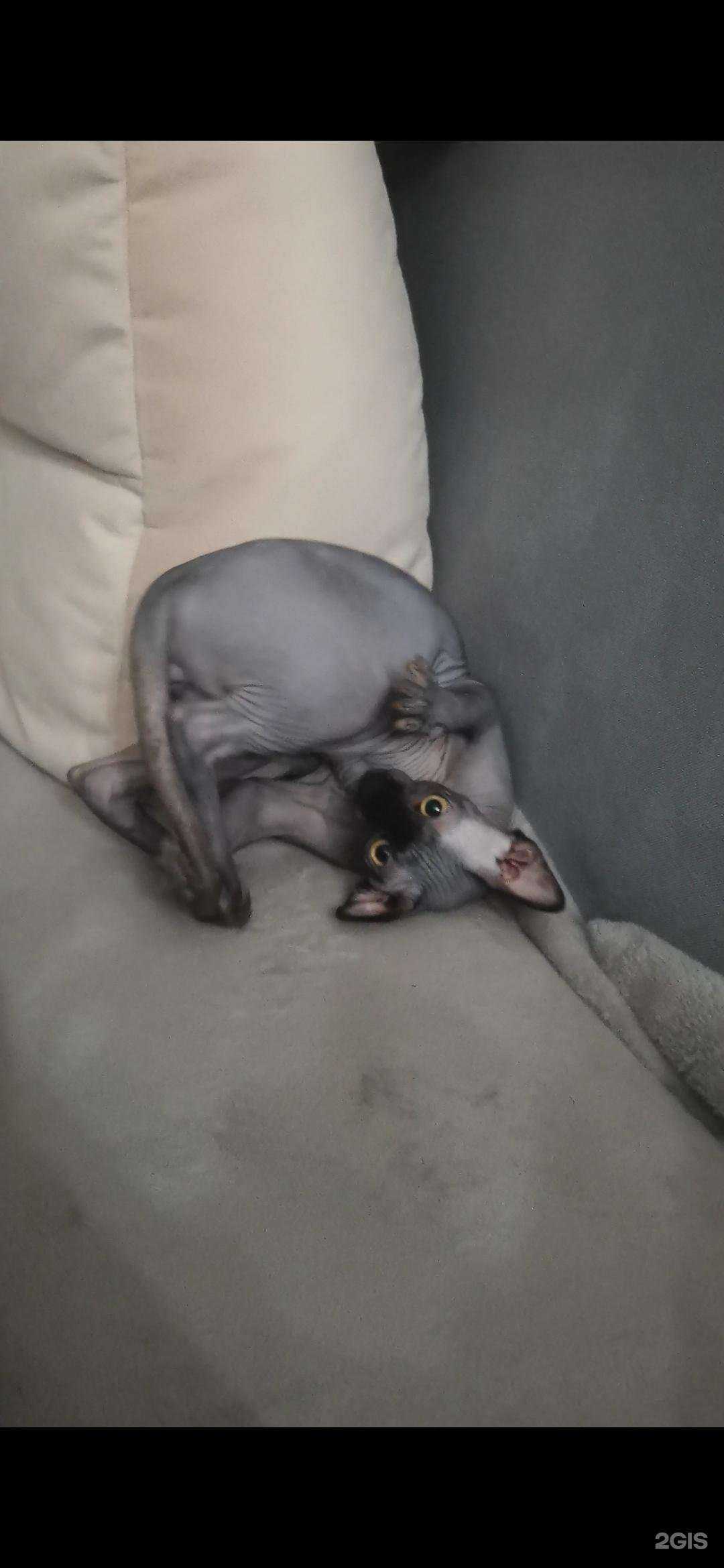 Отзывы на компанию 9 жизней в Архангельске c фото