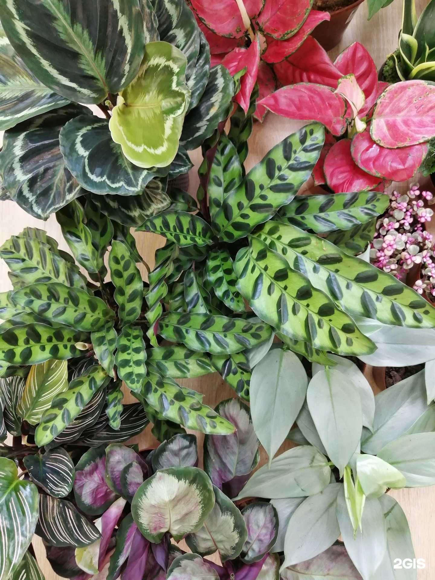 Отзывы на компанию Мастерская комнатных и садовых растений в Иркутске c фото