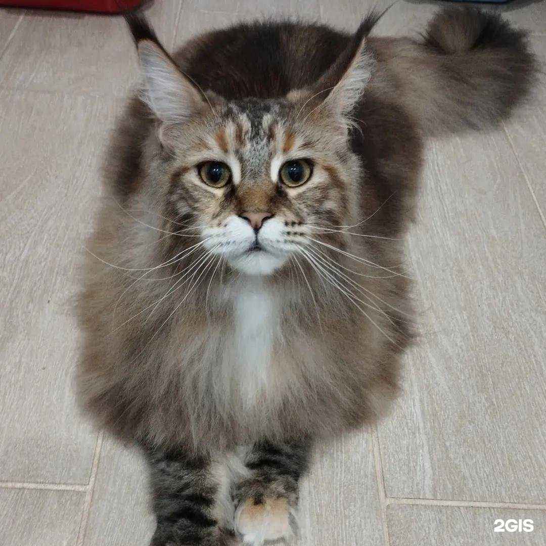 Отзывы на компанию 3 хвоста в г. Кемерово c фото