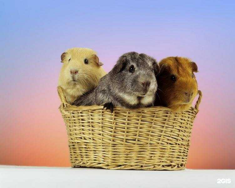 Отзывы на компанию Газосвет в Кирове c фото