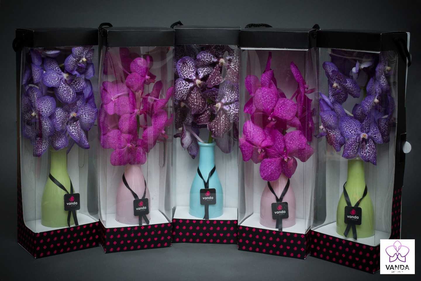 Отзывы на компанию Vanda в Курске c фото