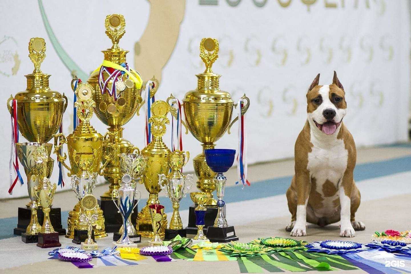 Отзывы на компанию Zooсфера в г. Нижневартовск c фото