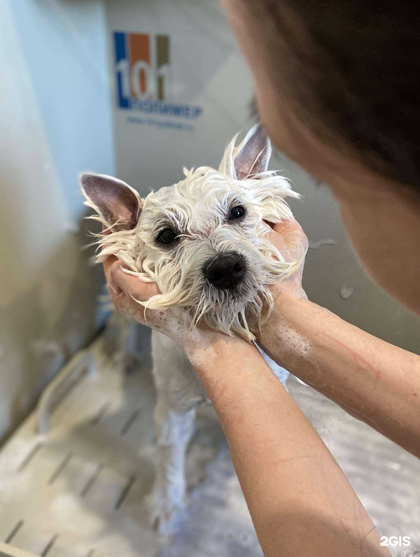 Отзывы на компанию СПА для пса в г. Омск c фото