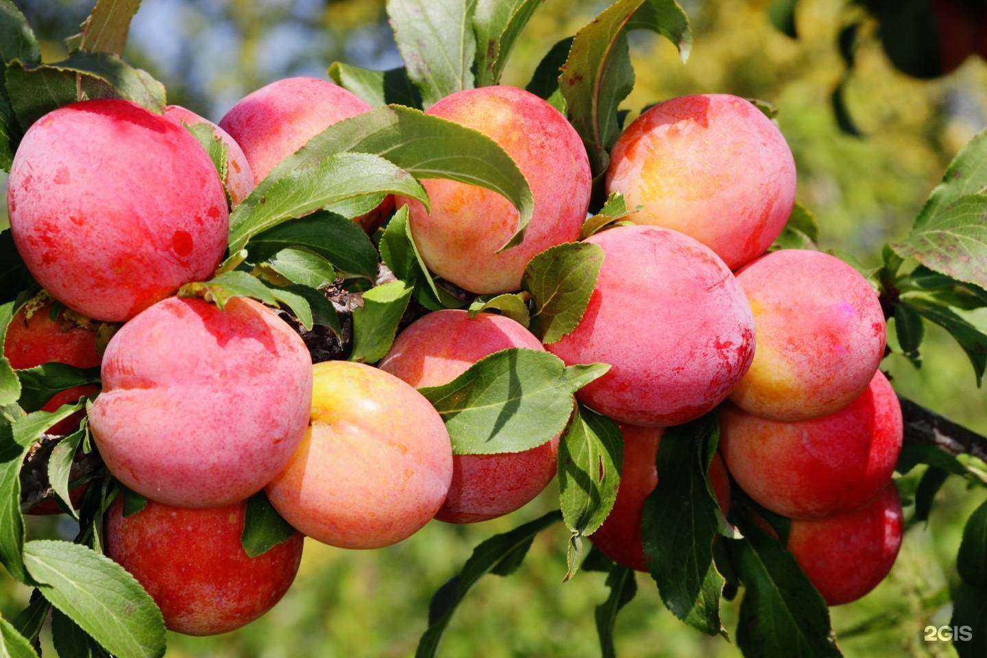 Отзывы на компанию Мой сад в Калининграде c фото