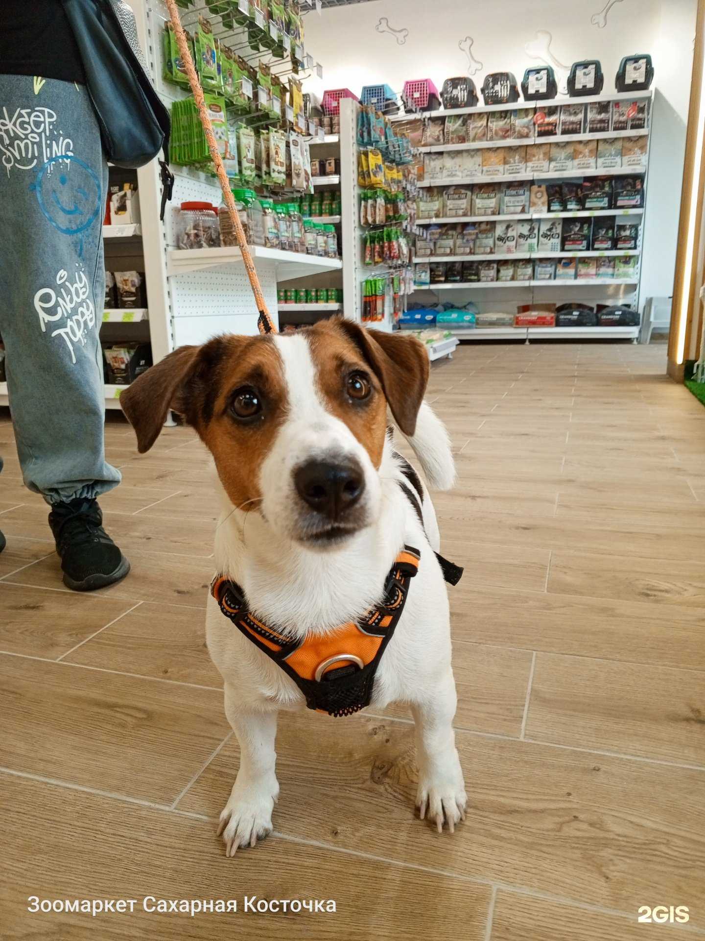 Отзывы на компанию Сахарная косточка в г. Пятигорск c фото