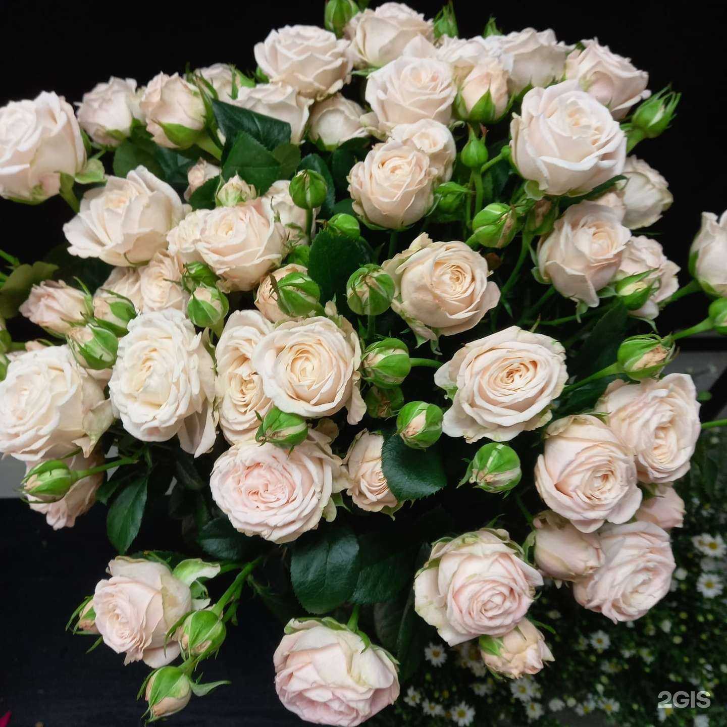 Отзывы на компанию Шанти в г. Новороссийск c фото