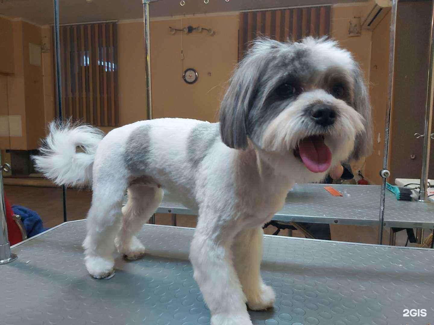 Отзывы на компанию Студия груминга в Ставрополе c фото