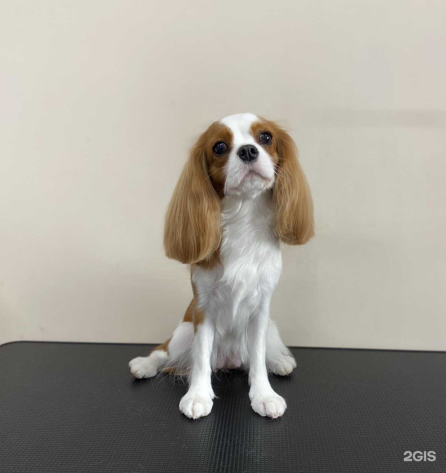 Отзывы на компанию Тэффи в Калининграде c фото