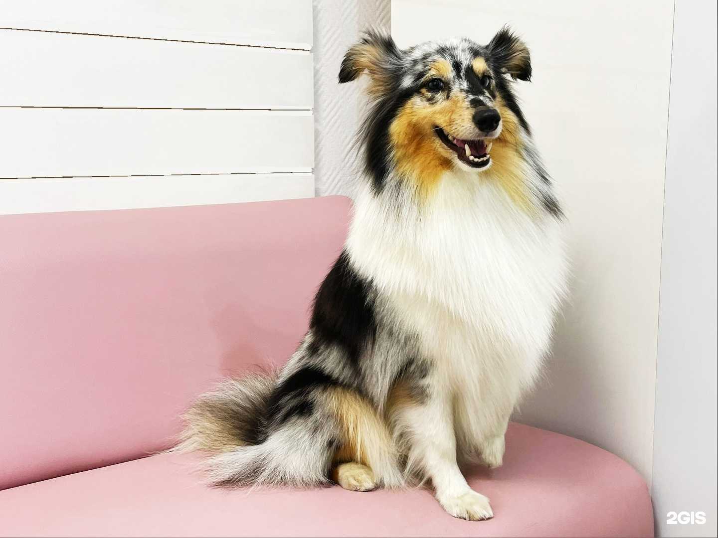 Отзывы на компанию Groomi в Перми c фото