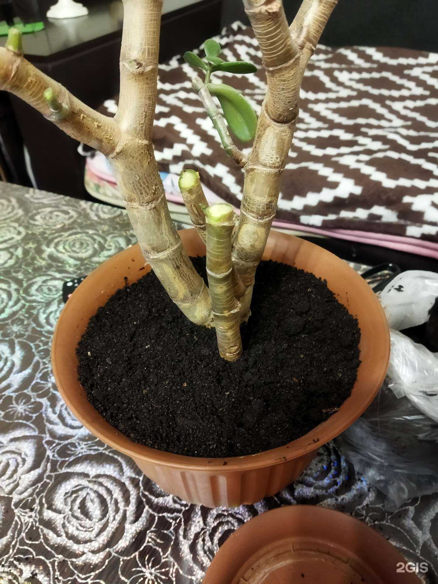 Отзывы на компанию Цветочный магазин в Иванове c фото