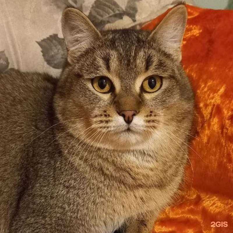 Отзывы на компанию Служба выездных ветеринаров в г. Северск c фото