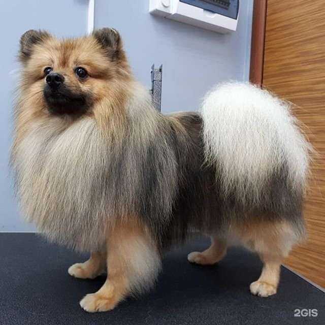 Отзывы на компанию Мастергрум в Петропавловске-Камчатском c фото