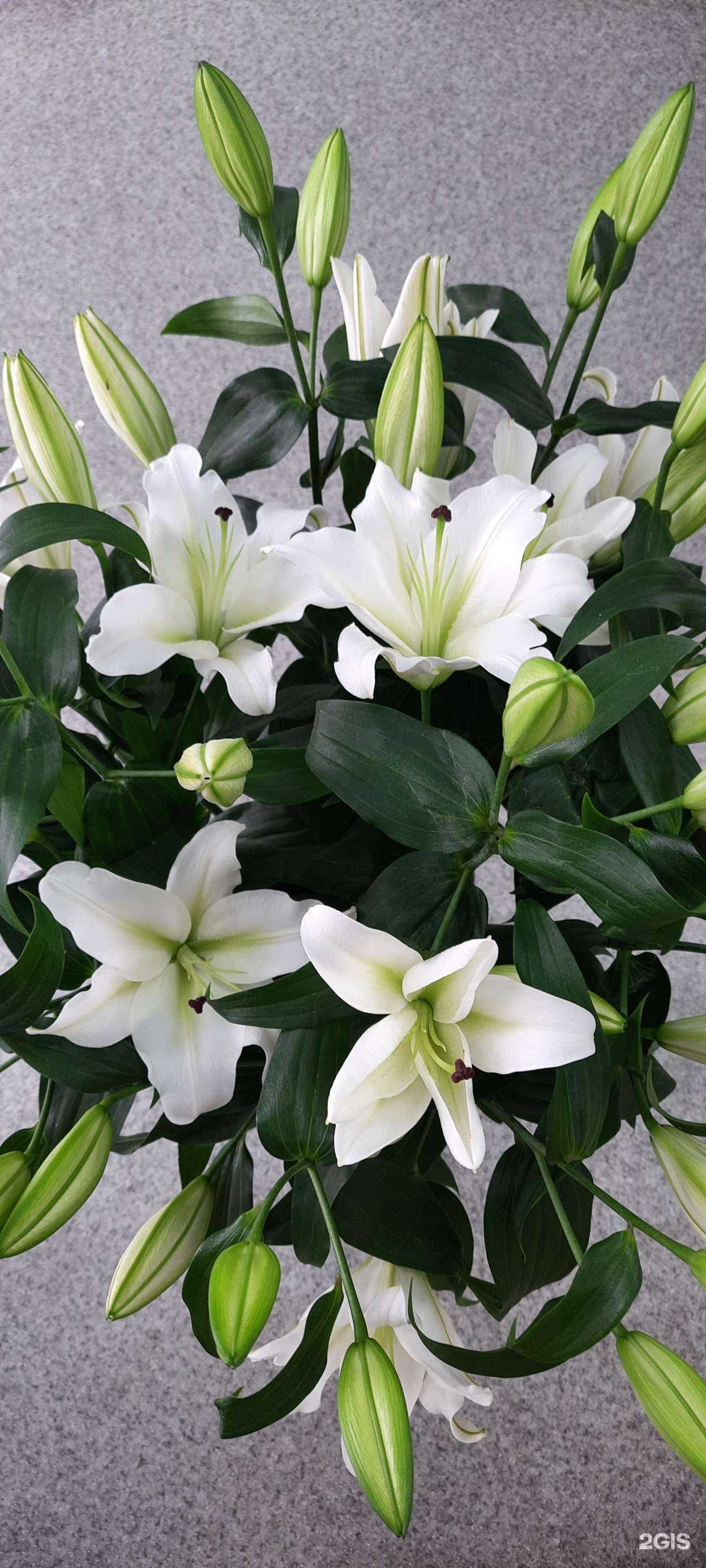 Отзывы на компанию Цветы на Раскольникова в г. Набережные Челны c фото