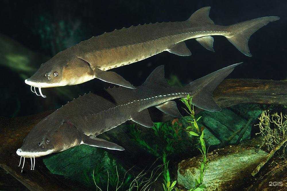 Отзывы на компанию Магазин раков в г. Таганрог c фото