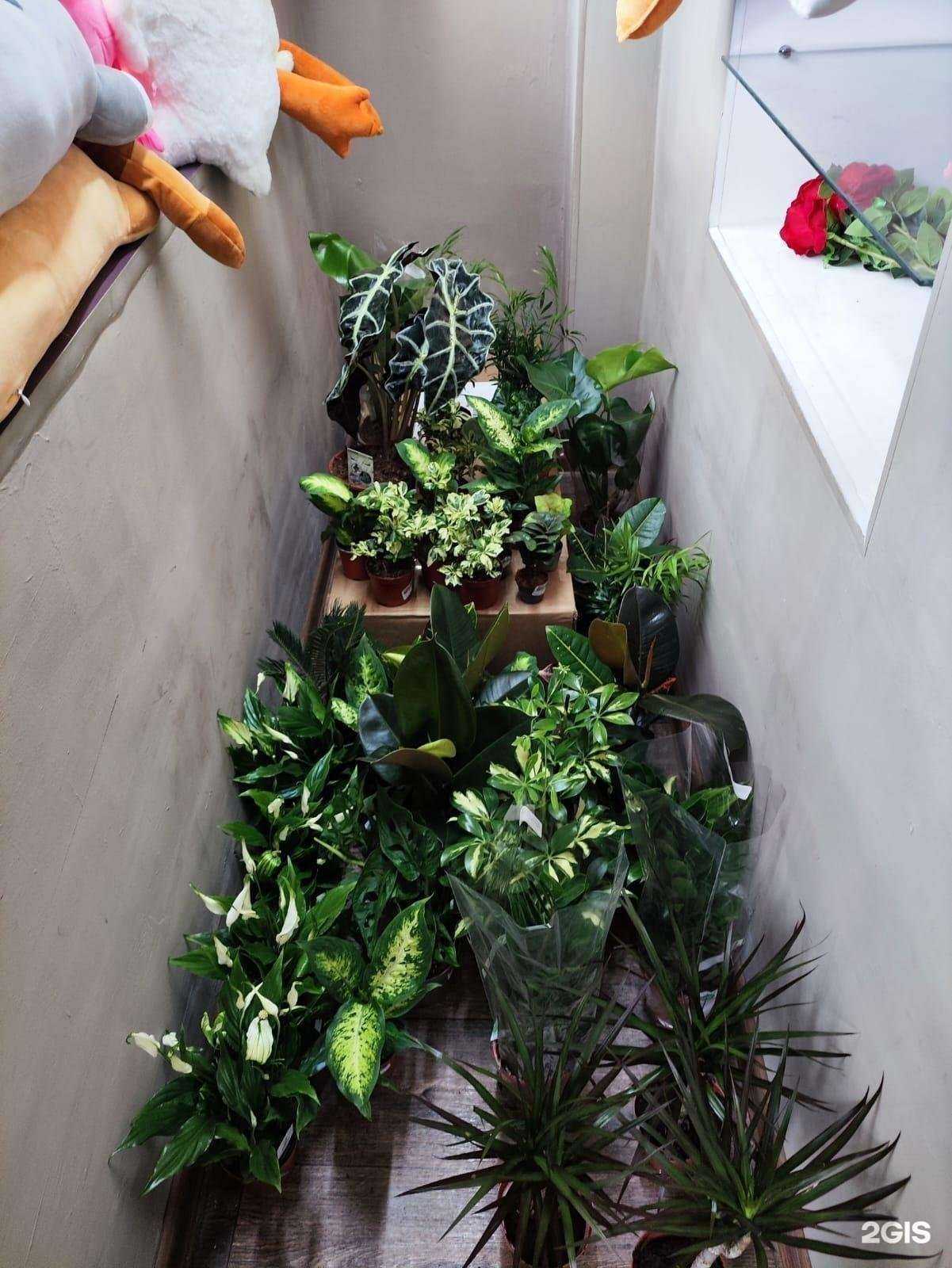 Отзывы на компанию Цветочный город в Оренбурге c фото