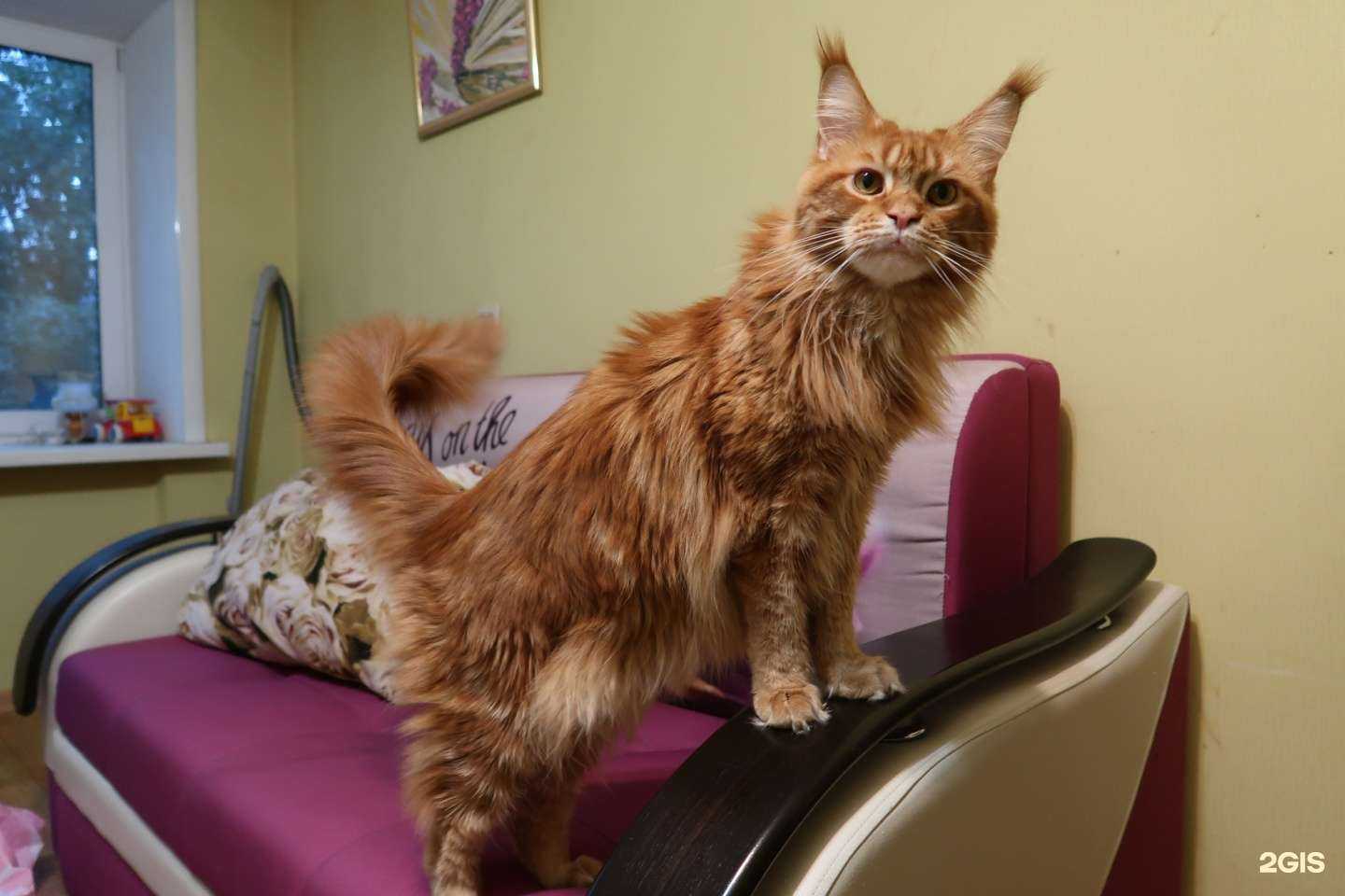 Отзывы на компанию КотоПес в г. Пермь c фото