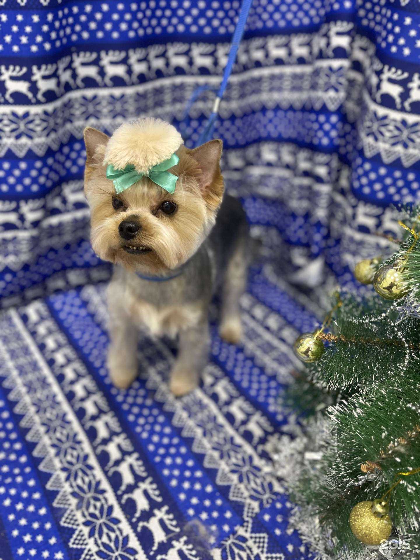 Отзывы на компанию Четыре Лапки Хвост в Иркутске c фото