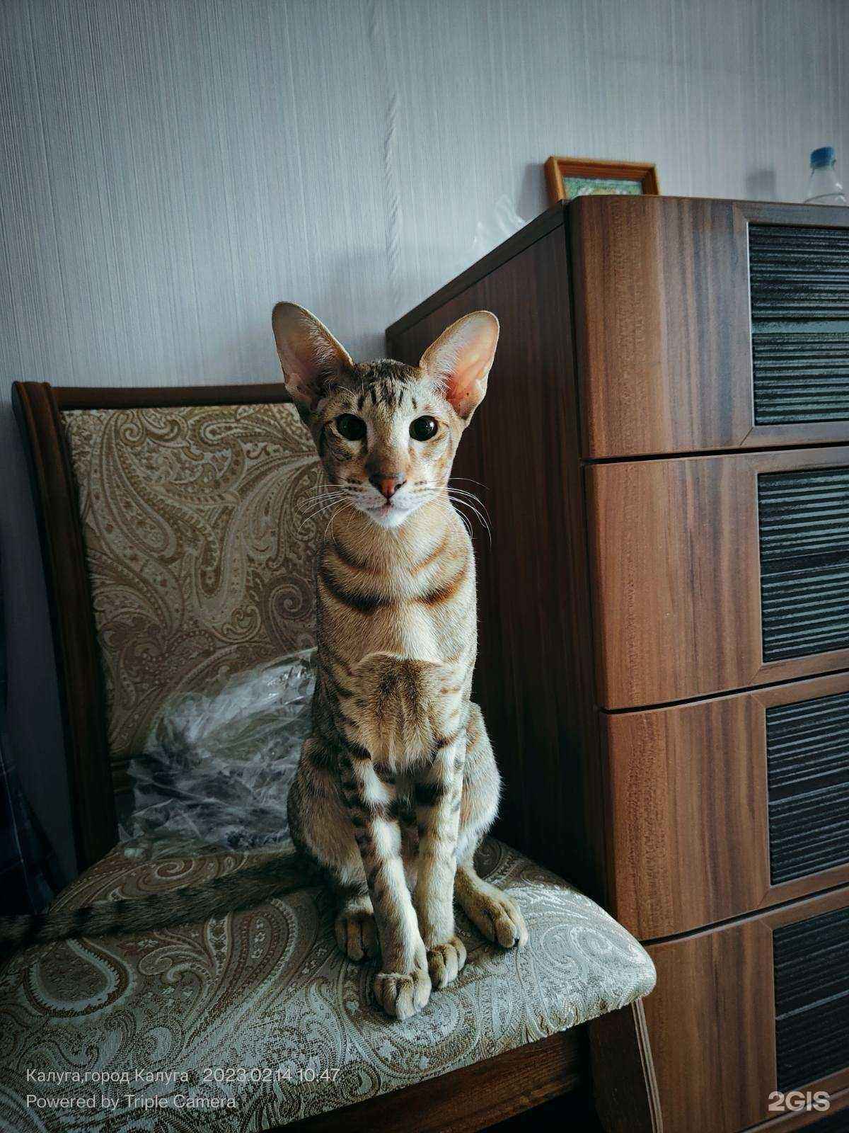 Отзывы на компанию ВетПрофи в Иванове c фото