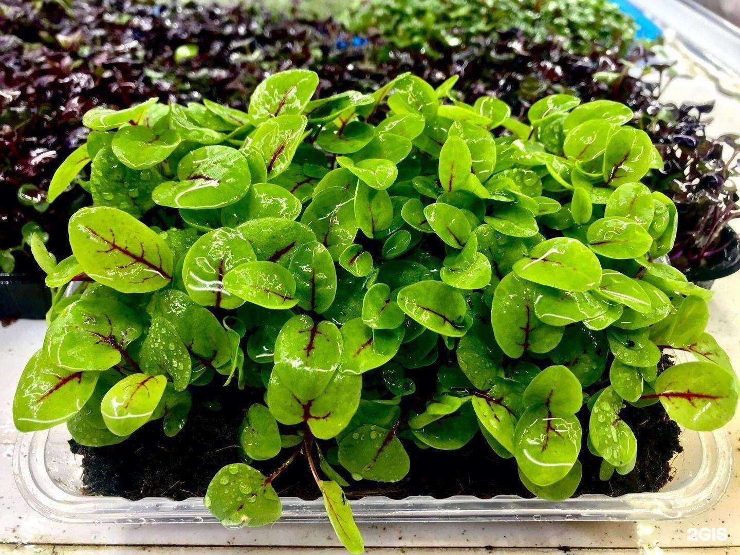 Отзывы на компанию Снами в Новокузнецке c фото