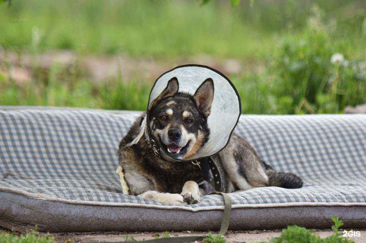 Отзывы на компанию Зоозащита в г. Псков c фото