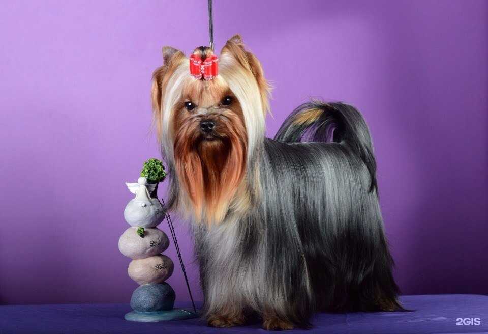 Отзывы на компанию ZооЛекарь в Нижневартовске c фото