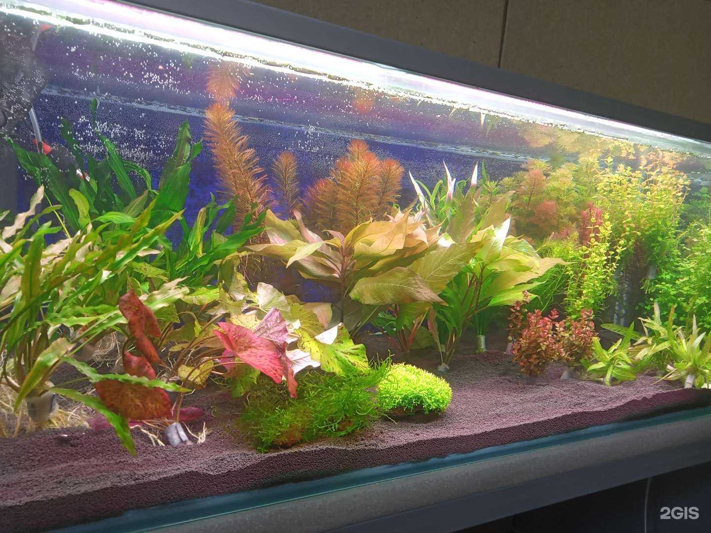 Отзывы на компанию Аквариум 38 в Иркутске c фото