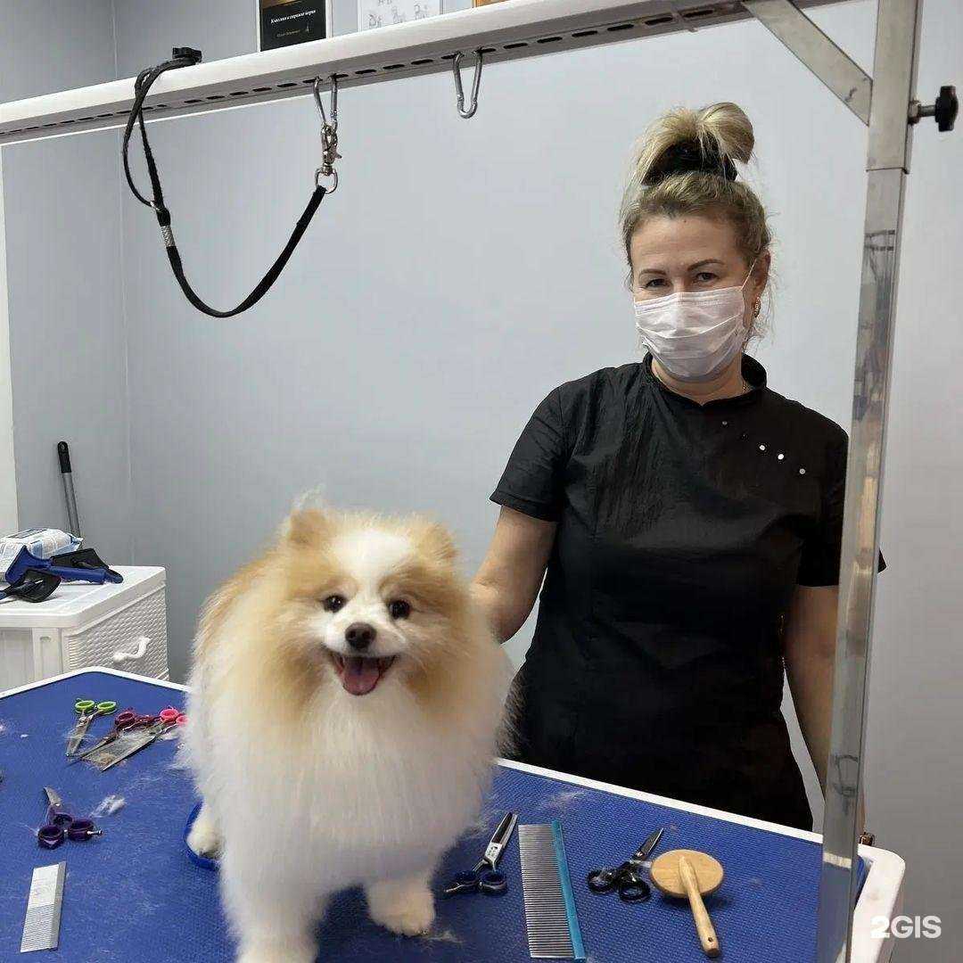 Отзывы на компанию Clean pet в Новокуйбышевске c фото