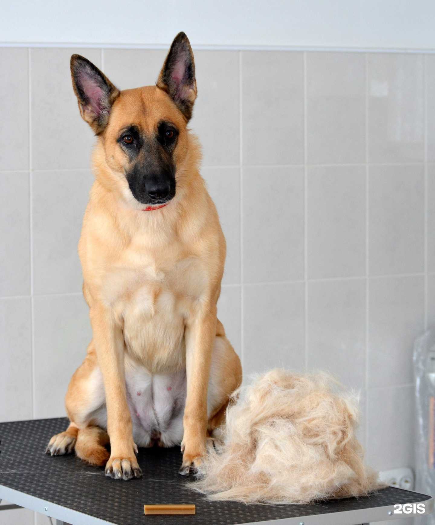 Отзывы на компанию Имидж дог22 в Барнауле c фото