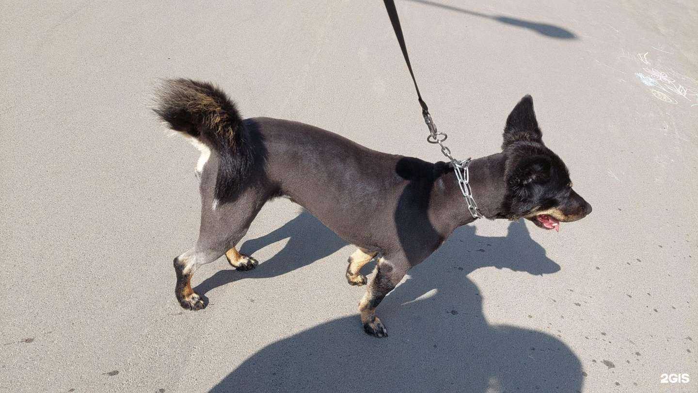 Отзывы на компанию Студия груминга в г. Иркутск c фото