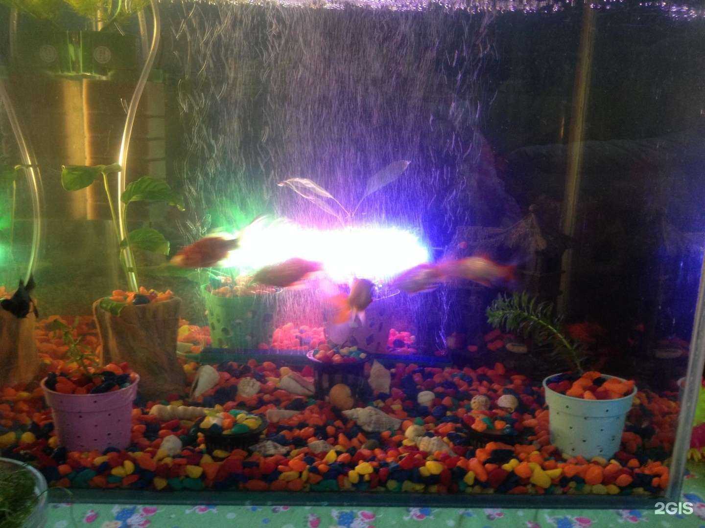 Отзывы на компанию Золотая рыбка в Омске c фото