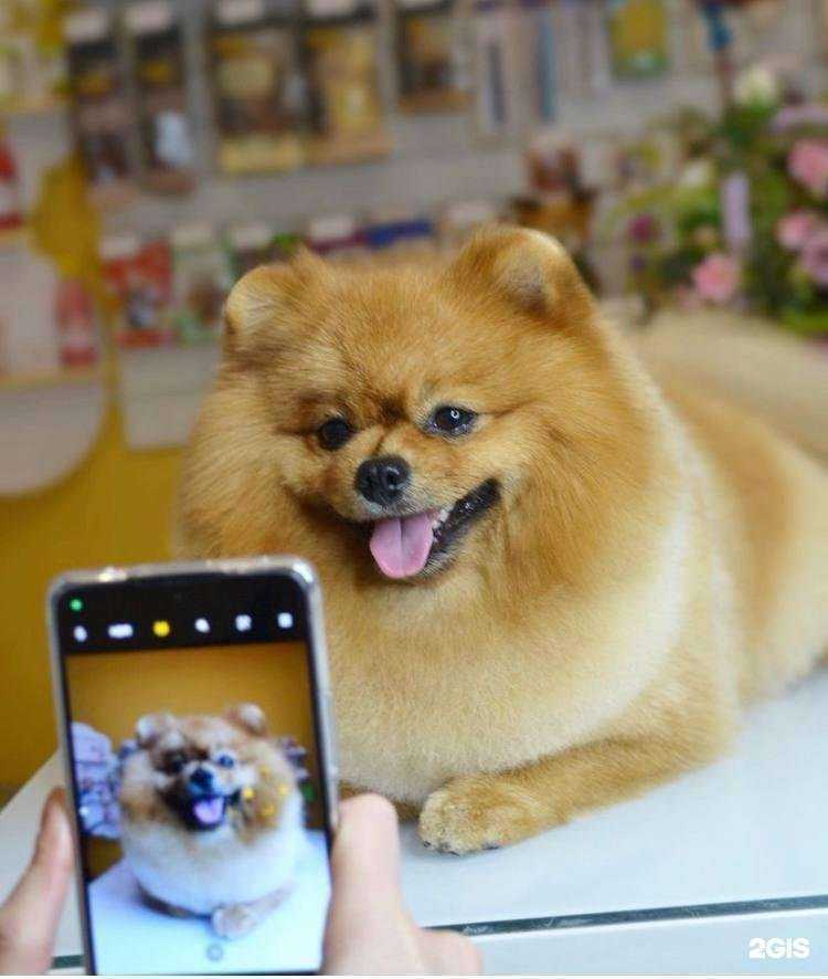 Отзывы на компанию Pretty Dogs в Казани c фото