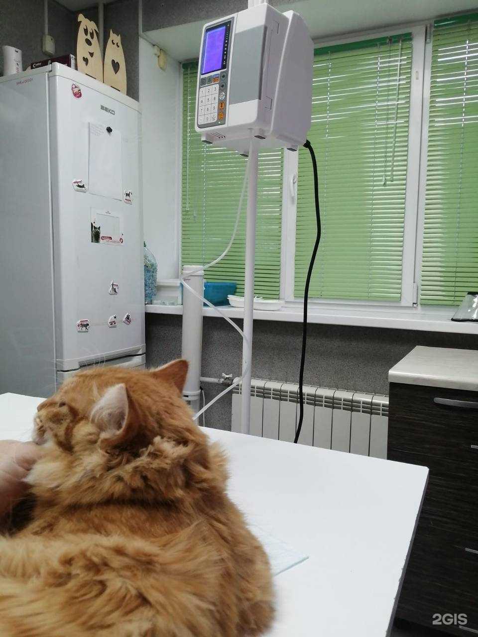 Отзывы на компанию Айболит в Чебоксарах c фото