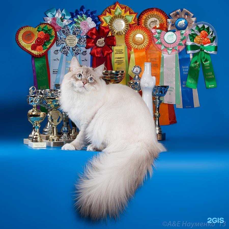 Отзывы на компанию Четыре лапы в Твери c фото