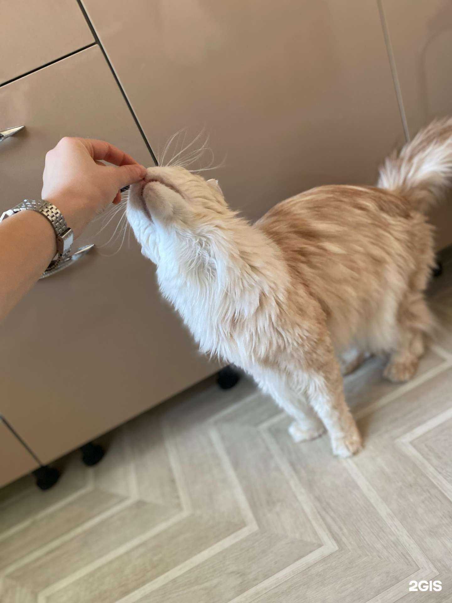 Отзывы на компанию АртГрум в г. Новороссийск c фото