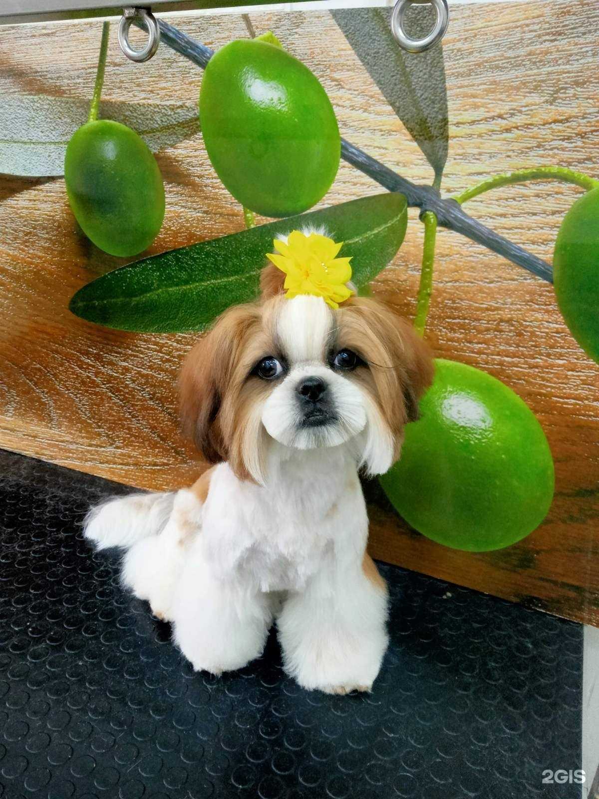 Отзывы на компанию ЗооМама в Тольятти c фото