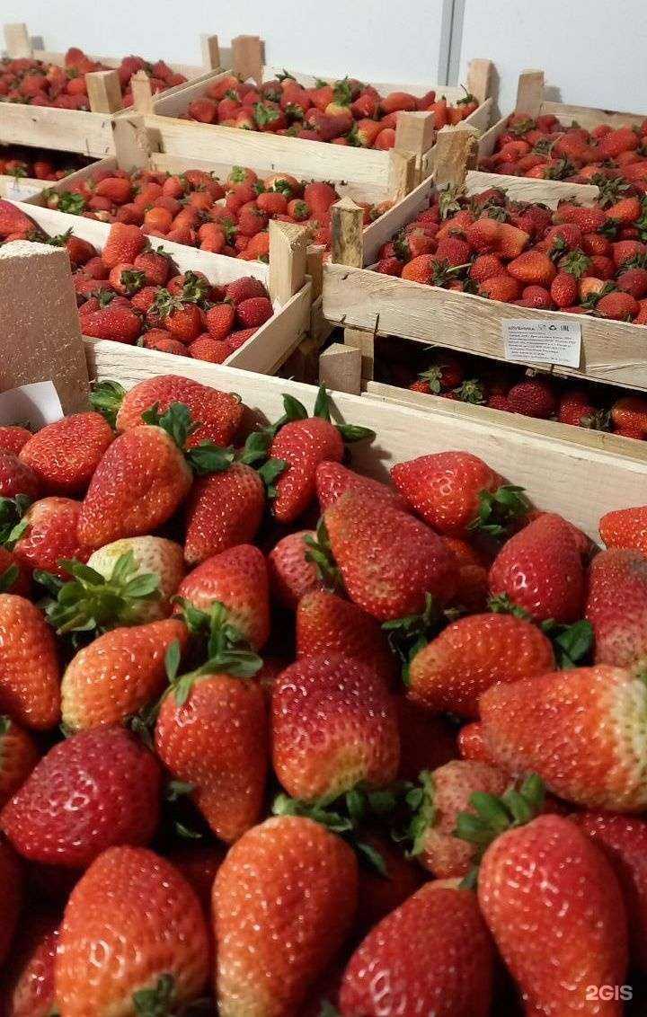 Отзывы на компанию Клубника в Тюмени c фото