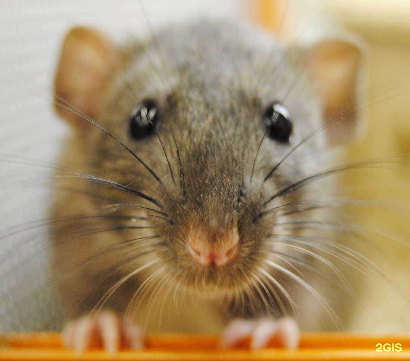 Отзывы на компанию Академия домашних животных в Самаре c фото