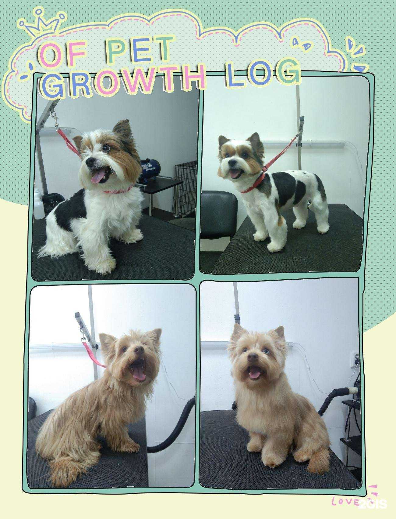 Отзывы на компанию Грум-грум в г. Киров c фото