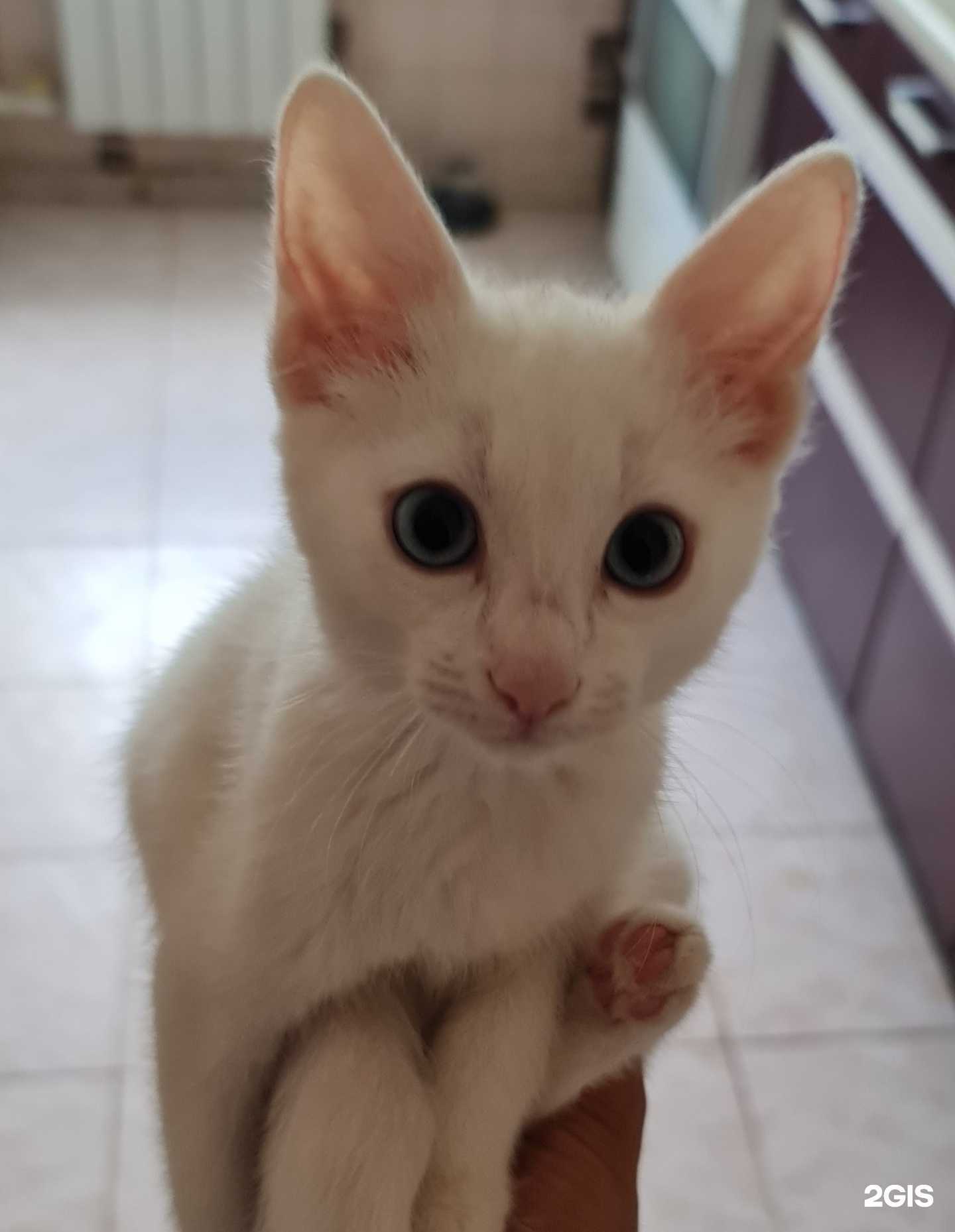 Отзывы на компанию Вет.Сервис в г. Якутск c фото