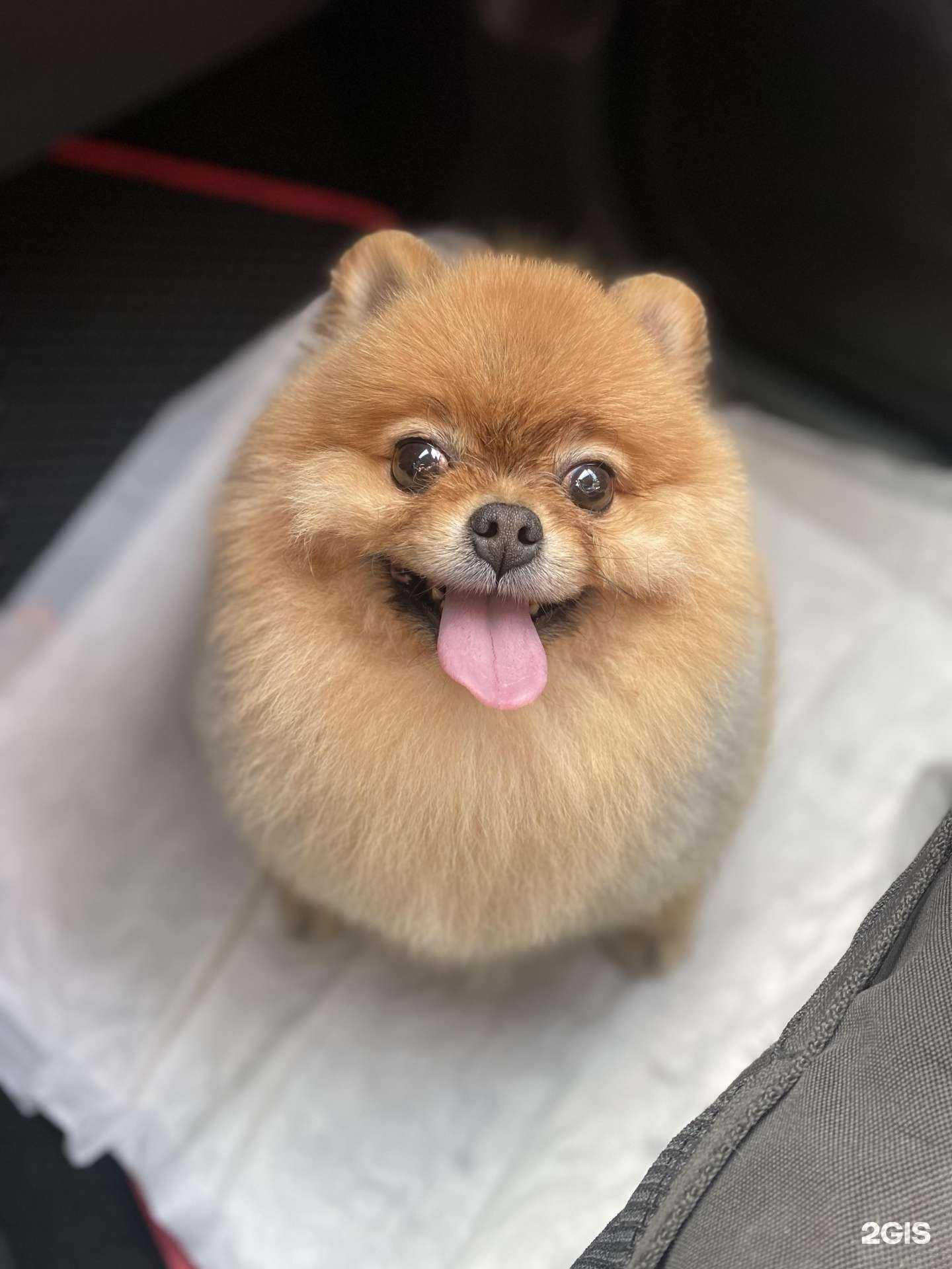 Отзывы на компанию Лапа в г. Ставрополь c фото